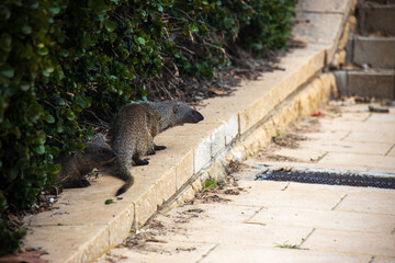 Mongooses living in the city limits