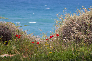 Red poppies blooming in spring