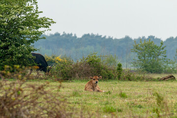 Obraz na płótnie Canvas Tauros cow rests in the Maashorst National Park in Brabant, The Netherlands