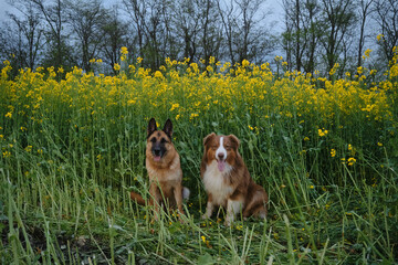 Naklejka na ściany i meble Charming purebred dogs in blooming yellow field in flowers spring. Best friends on walk. Front view. Beautiful German and Australian Shepherds are sitting in rapeseed field and smiling.