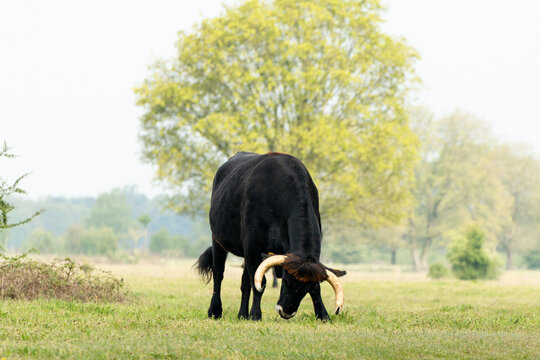 A wild tauros bull at National park Mashorst in Brabant, The Netherlands