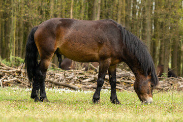 Naklejka na ściany i meble Exmoor horse grazing grass in dutch nature reserve the Maashorst in Brabant, the Netherlands