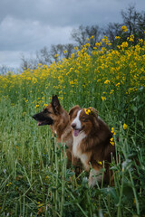 Charming purebred dogs in blooming yellow field in flowers spring. Best friends on walk. Side view. Beautiful German and Australian Shepherds are sitting in rapeseed field and smiling.