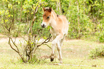 Naklejka na ściany i meble Young Dutch Exmoor Pony Walking in the Maashorst in Brabant
