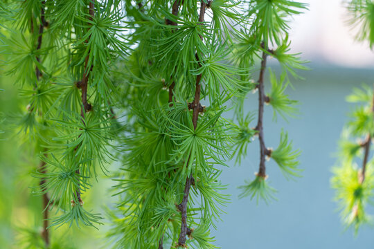 Coniferous tree of stiff weeping japanese larch in spring park. Deciduous larix kaempferi with falling branches and soft green needles. Modrina finely-scaly of pine family. Landscape and garden design