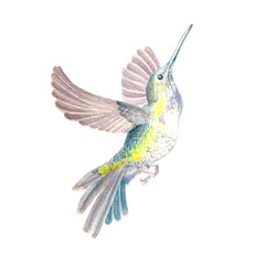 Watercolor illustration of a hummingbird in flight. A bird of paradise. Handmade work. Isolated.