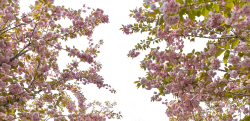 Branches of pink sakura trees. Isolate on white PNG