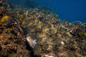 coral reef and fish