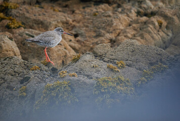 Common redshank (Tringa totanus) resting on the rocks