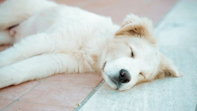 White little fluffy puppy lying on the floor with closed eyes, adorable domestic puppy dog relaxing near the house, fluffy ears waving in breeze, purebred dog resting