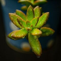 close up of water drops on succulent