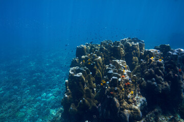 coral reef and diver