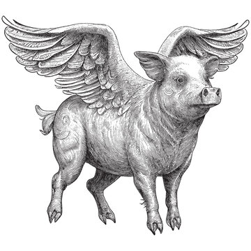 Hand Drawn Engraving Pen and Ink Pig with Wings Vintage Vector Illustration