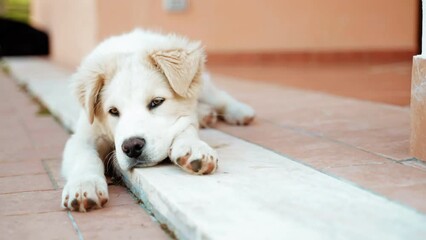 Portrait of amazing small white fluffy puppy dog lying on the ground near the house and looking on camera with its adorable kind eyes, little watchdog relaxing outdoor, domestic purebred animal