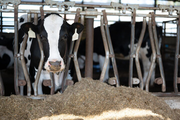 Holstein dairy cow with head through a stanchion to eat silage in a barn. 