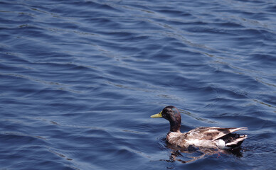 Female mallard duck on a blue lake