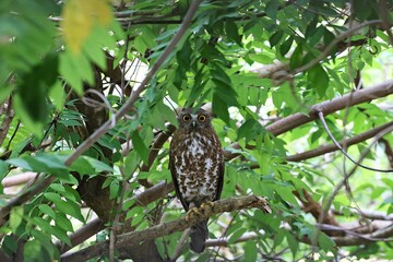 Least Concern bird Brown Hawk-owl or Ninox scutulata