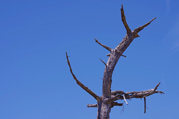 Dead tree trunk and blue sky