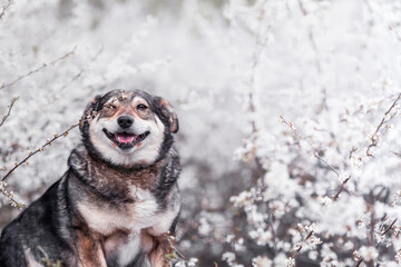 cute portrait of a dog in a blooming spring garden