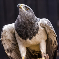 Chilean Blue Eagle, a bird of prey in the eagle and Hawk family. Also known as Black chested buzzard-eagle. They are found in south America continent.