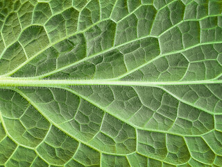 The texture of a part of a green leaf. Symmetrical pattern. Macro background. Natural background. View from above. Copy space
