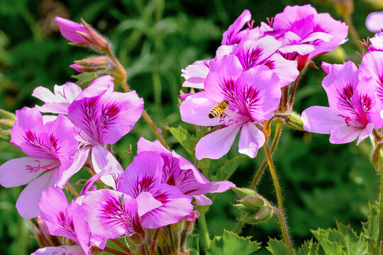 Pelargonium graveolens plant also known as Rose geranium with pink flowers