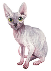 Purebred Sphynx cat. Watercolor illustration isolated on white background. Handmade on paper.