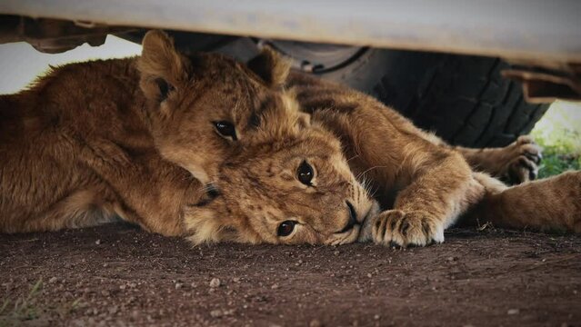 Two wild majestic cute young lion cubs, simba, sleep under a safari jeep in the savannah in the Serengeti National Park, Tanzania, Africa in Full HD
