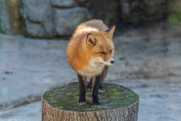 Red Fox At The Local Wildlife Sanctuary