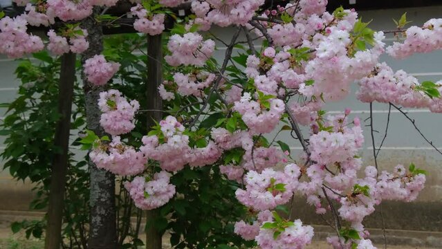 日本、京都、桜、寺院、﻿春の風景、日本の国花