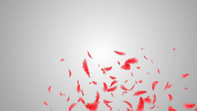 Red feather intro reveal for background