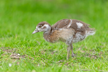 Egyptian goose chick (Alopochen aegyptiaca) at the edge of a river.