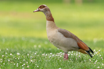 Egyptian goose (Alopochen aegyptiaca) at the edge of a river.