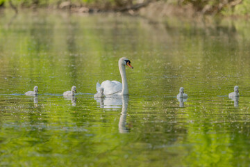 Mute swan (Cygnus olor) with her chicks in a river.