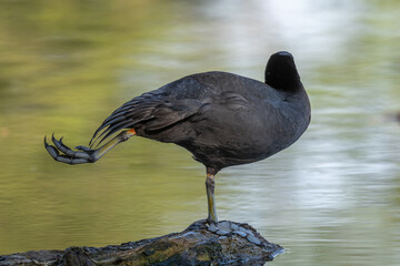Eurasian coot (Fulica atra) cleaning its feathers on a river.
