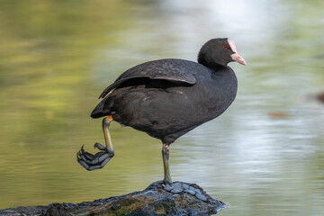Eurasian coot (Fulica atra) cleaning its feathers on a river.