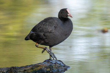 Eurasian coot (Fulica atra) cleaning its feathers on a river.
