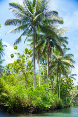 Naklejka premium Cruising on the beautiful and calm river with trees at Kali Cokel, Pacitan, Indonesia.