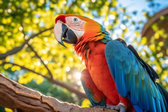 Colorful Macaw Parrot Perched on a Branch