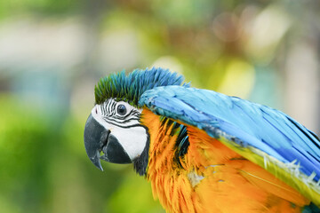 close up Blue and yellow macaw with green background.