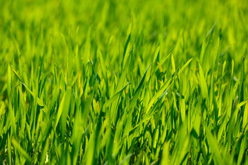 Cereal farmland background