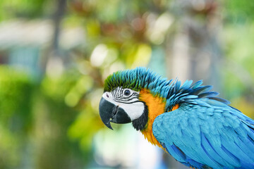 close up Blue and yellow macaw with green background.