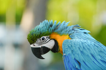 close up Blue and yellow macaw with green background.