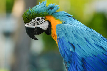 close up Blue and yellow macaw with green background.