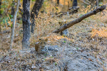 two leopard cubs resting during the day