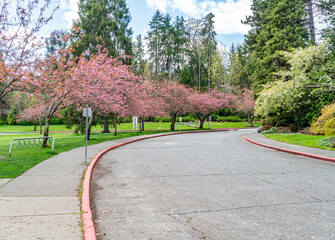 Seward Park Cherry Trees 10