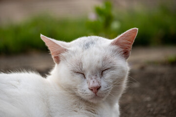 cat on the floor
cat with sleeping face