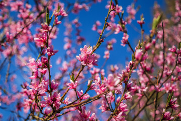 Pink peach blossom branches.