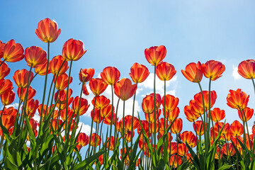 beautiful red tulips against the blue sky against the sun