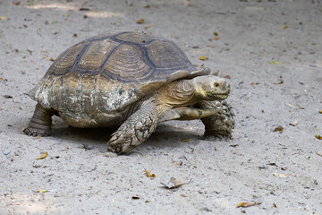 The big Sulcata tortoise is walking